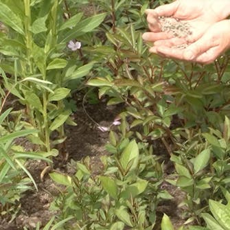 gødning af stauder gødning af stauder